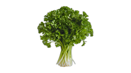 Realistic illustration of fresh, ripe parsley, emphasizing its smooth texture and vibrant color, against a clean white background for a fresh and minimalistic aesthetic.
