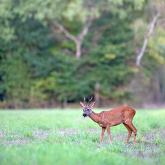 Roe deer buck eating grass in a clearing. Capreolus capreolus, Sologne, Loiret 45, région Centre-Val-de-Loire, France, European Union, Europe