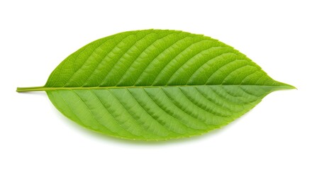 Kratom leaf or Mitragyna specios in white isolated background