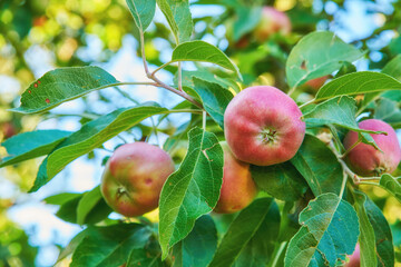 Agriculture, environment and organic with apple tree on farm for growth, harvest or sustainability. Ecology, food and nature with fruit growing outdoor in rural countryside for produce industry