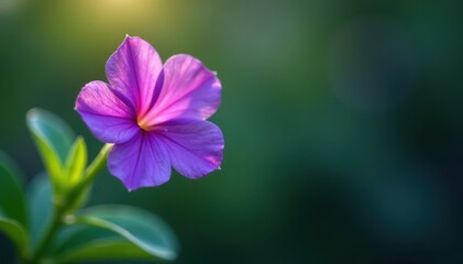 Fototapeta premium Deep purple flower, delicate leaves, soft light , serene, tranquil, soft