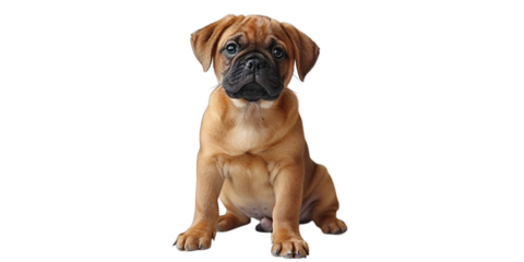 english mastiff puppy