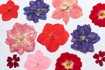 Herbarium, dry plants on a white background. Flowers, leaves, inflorescences, petals.