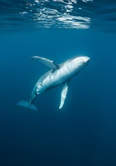 Fototapeta premium shark in the blue sea