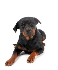 rottweiler in studio