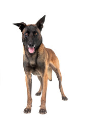 malinois in studio