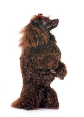 poodle in studio