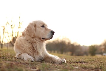 young golden retriever in the park at sunset