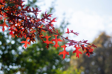Quercus coccinea bright color red leaves during autumn season in daylight, ornamental tree