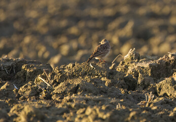 Skylark camouflaged in the field, skylark on a plowed field, well camouflaged brown bird, cute skylark looks into the camera, Alauda arvensis in the field