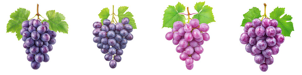 Fototapeta premium Grapes in various shades on a black background.