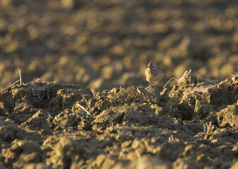 Skylark camouflaged in the field, skylark on a plowed field, well camouflaged brown bird, cute skylark looks into the camera, Alauda arvensis in the field