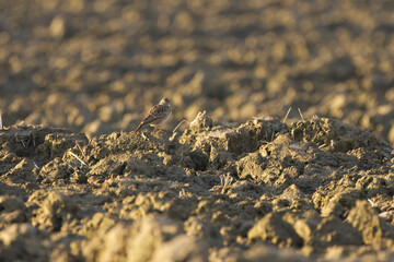 brown little skylark camouflaged in the field, skylark on a plowed field, well camouflaged brown bird, cute skylark looks into the camera, Alauda arvensis in the field