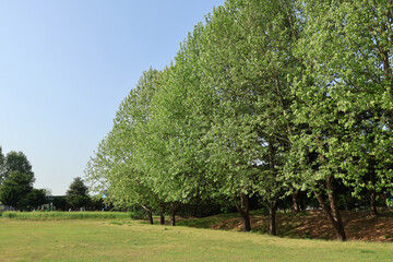 Summer nature blue sky green background image