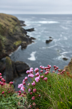 Thrift, cliffs and sea stacks at Yesnaby, Orkney Islands, Scotland