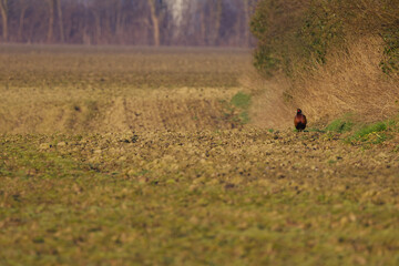 lonely pheasant at the edge of the field, colorful pheasant looking for food in the field, warm...