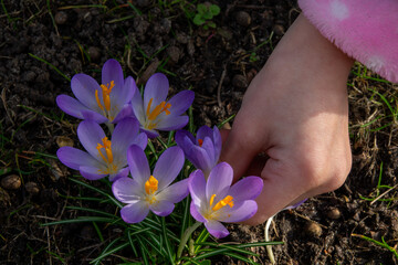Hand gently picking purple crocus flowers in a garden during early spring
