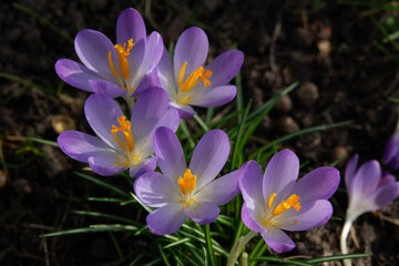 Purple crocus flowers bloom under sunlight in a garden, showcasing their vibrant colors and delicate petals