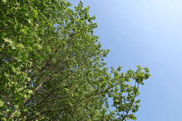 Summer nature blue sky green background image