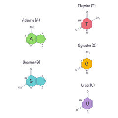 pyrimidines and purines that make up DNA & RNA nucleotides