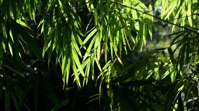 Bamboo Leaves 054
