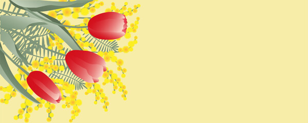 Postcard with mimosa twigs and tulips on yellow background. Happy Spring. Vector illustration EPS10 with copy space.