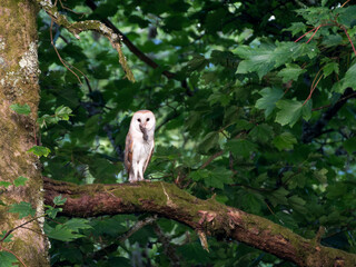 Barn Owl with it's prey in it's beak, perched in a sycamore tree, Dumfries & Galloway, Scotland