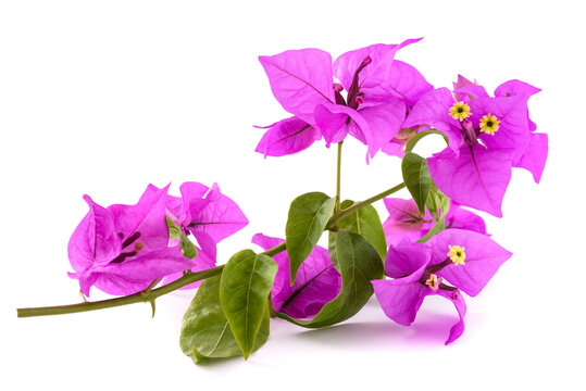 Bougainvillea branch with flowers