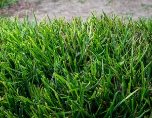 Obraz premium A stone covered with green moss in the forest. Wildlife landscape. Wide banner