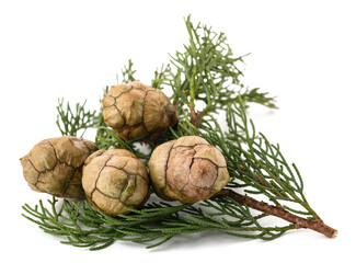 Cypress twig with cones