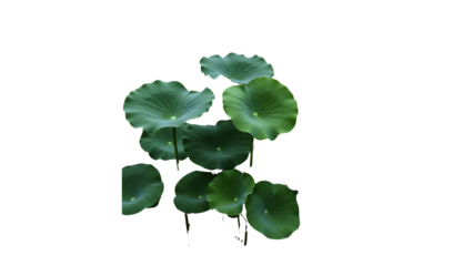 green lotus leaves isolated on transparent background Generative Ai.

