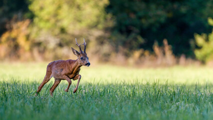 Roe deer buck running in a clearing. Capreolus capreolus, Sologne, Loiret 45, région Centre-Val-de-Loire, France, European Union, Europe