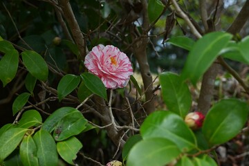 Camellia flowers. Theaceae evergreen flowering shrub. Fallen petals are beautiful with raindrops. Gift card background material.	