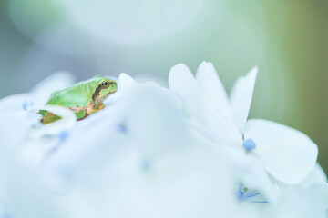 白いアジサイの上にポツンと一匹のニホンアマガエル