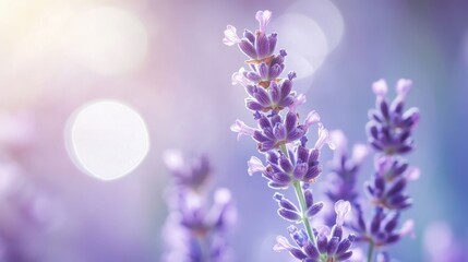 Obraz premium Close-up of vibrant purple lavender flowers in soft sunlight.