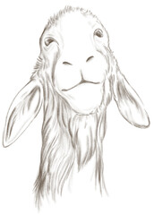 Sketch drawing of A goat on a transparent background