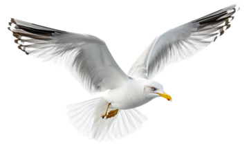 White seagull in mid flight against transparent background