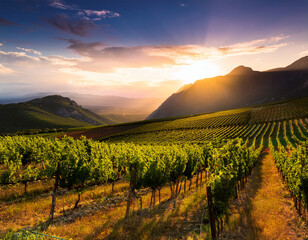 Fototapeta premium vineyard with mountains at sunset