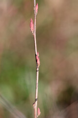 Spirea Anthony Waterer new leaves