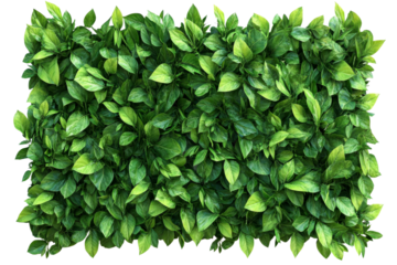 Lush green foliage arranged in a rectangular layout