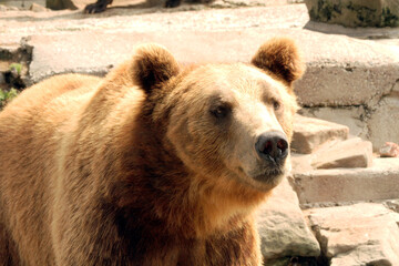 Brown bear in its natural environment.