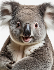 Retrato vertical de un adorable koala gris australiano mirando de frente feliz sobre fondo blanco © theshooter