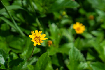 Yellow flowers on a background full of bright green leaves.