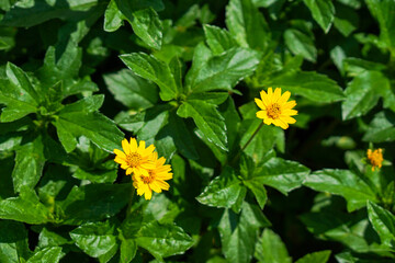 Yellow flowers on a background full of bright green leaves.