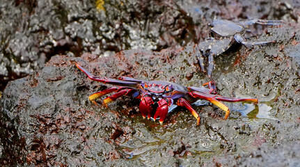 Rote Klippenkrabbe (Grapsus grapsus) auf nassem Lavagestein an der Küste