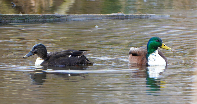 Zwei Stockenten-Hybriden (Anas platyrhynchos) schwimmen auf ruhigem Gew&auml;sser