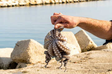 Freshly Caught Octopus on Beach In Fisher hand.  Summer Vacation Scene. Catch in a naтd after fishing