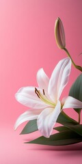 Fototapeta premium Elegant White Lily Blossom on Pink, Minimalistic Floral Photography, Copy Space for Text