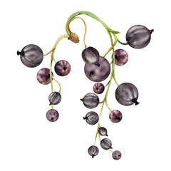 Currant gooseberry raceme bunch cluster stalk, glossy juicy ripe garden berry casseille jostaberry juneberry. Isolated botanical illustration, watercolor hand drawn. Food packaging, culinary branding