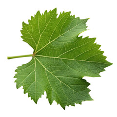 A vibrant green leaf with distinct serrated edges and a prominent stem, showcasing its natural texture and color.